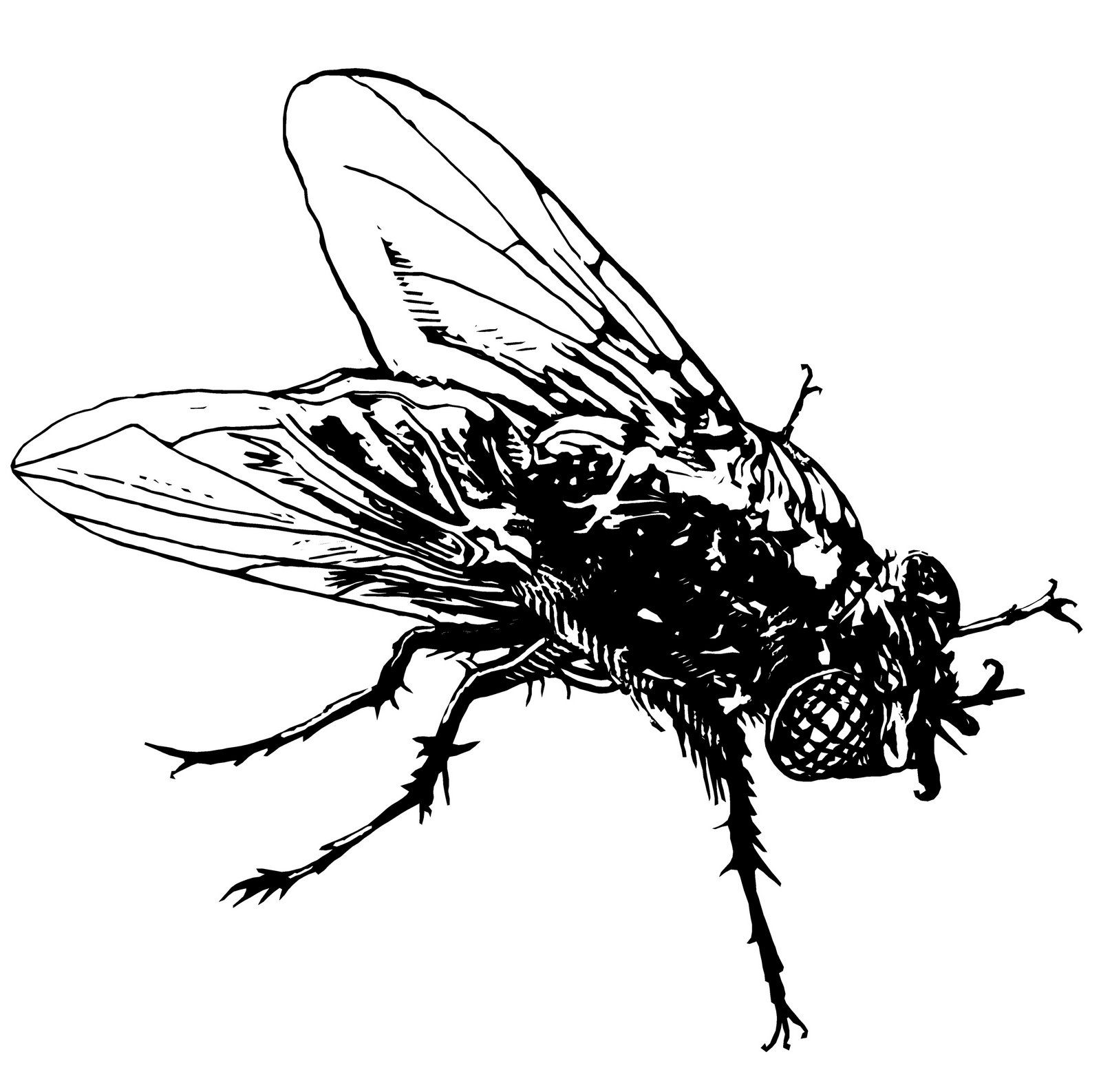 fly
